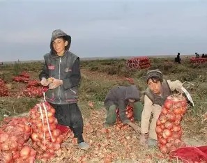 کندهار کې د ۲ سوه زره امریکايي ډالرو په لګښت سړې خونې جوړېږي