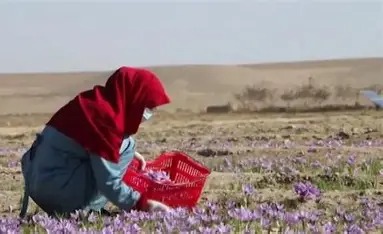 د کندهار په لرې پرتو ولسوالیو کې بزګرانو ته د زعفرانو تخمونه ویشل کېږي